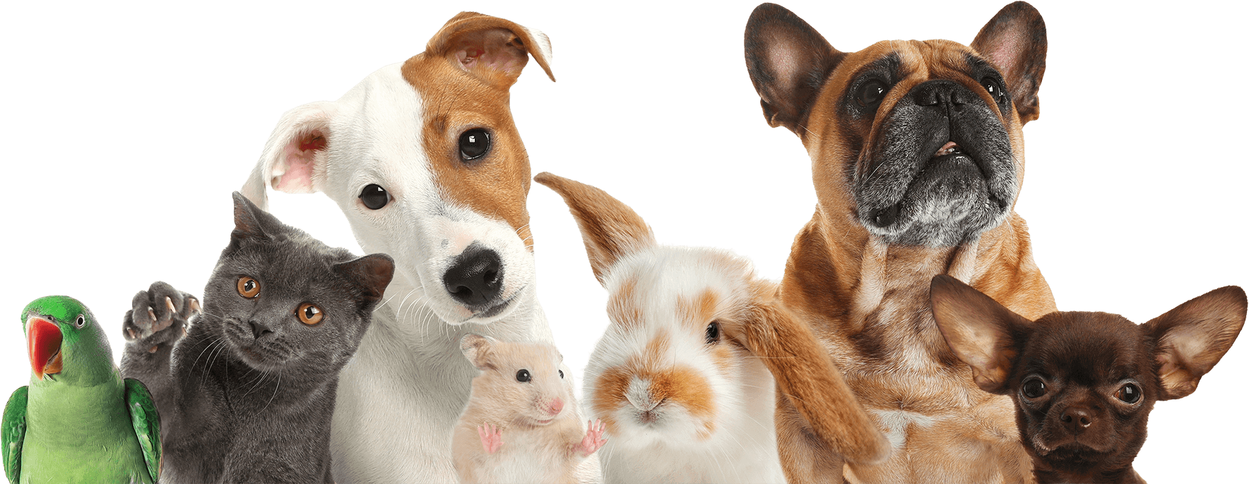 dog pet clinic dubai