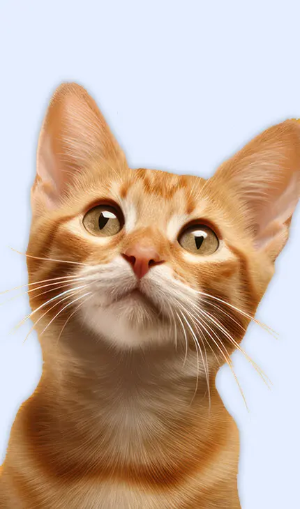 cat pet clinic dubai