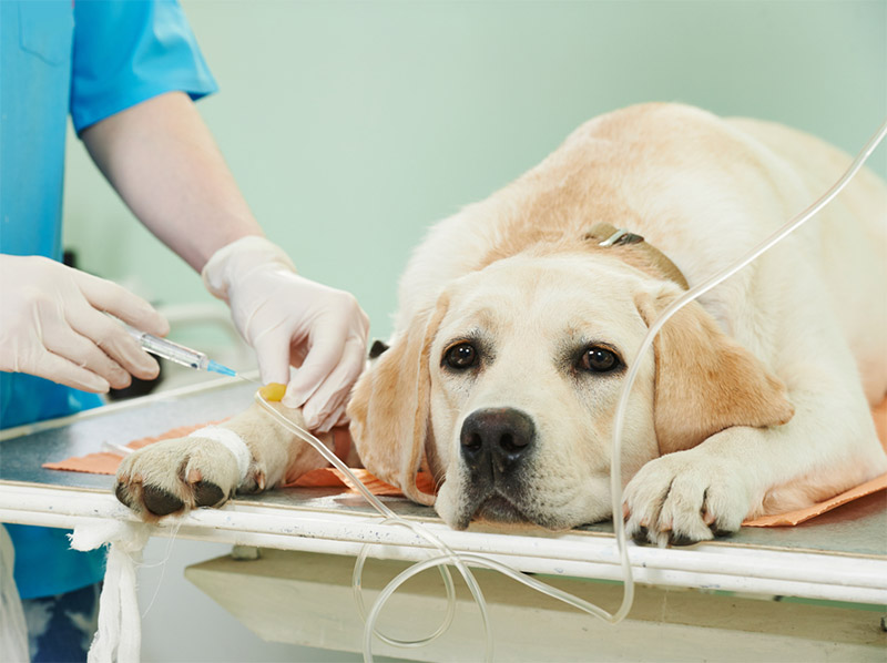 best vet for dogs in dubai