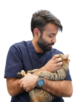 cat care clinic dubai